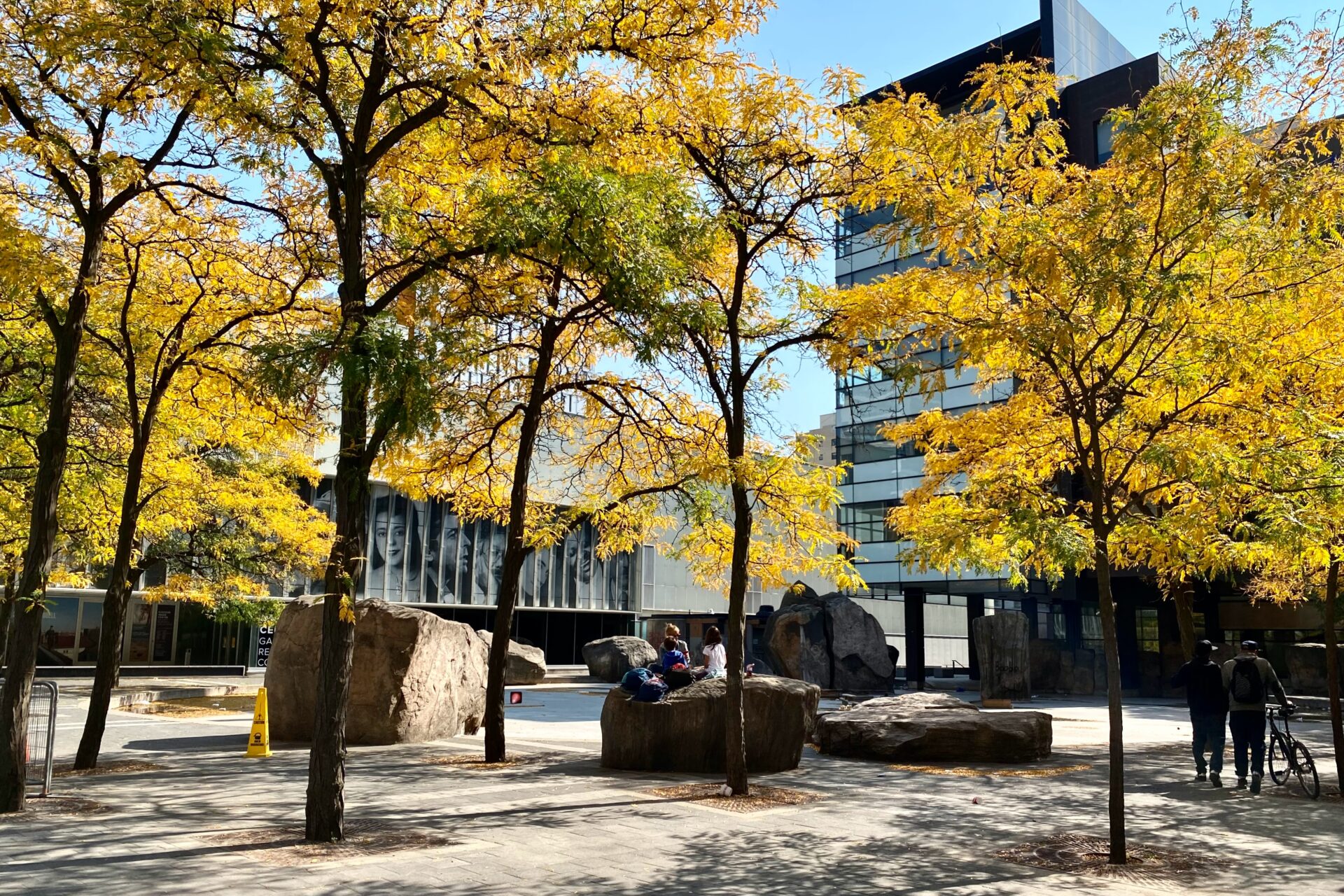 Trees with yellow leaves surround a background of buildings on grey concrete.