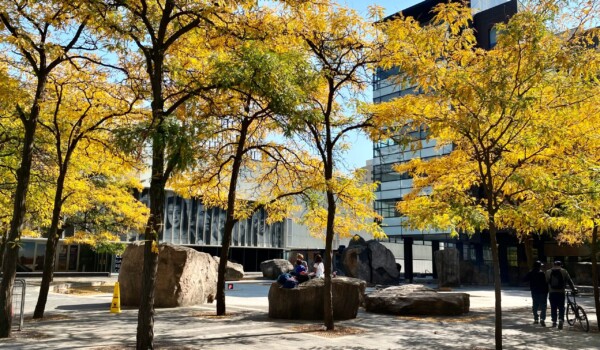 Trees with yellow leaves surround a background of buildings on grey concrete.